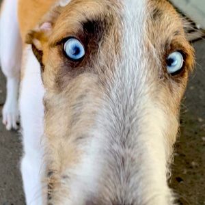 Tiffany & Co. return to Tiffany ring. Size 5.